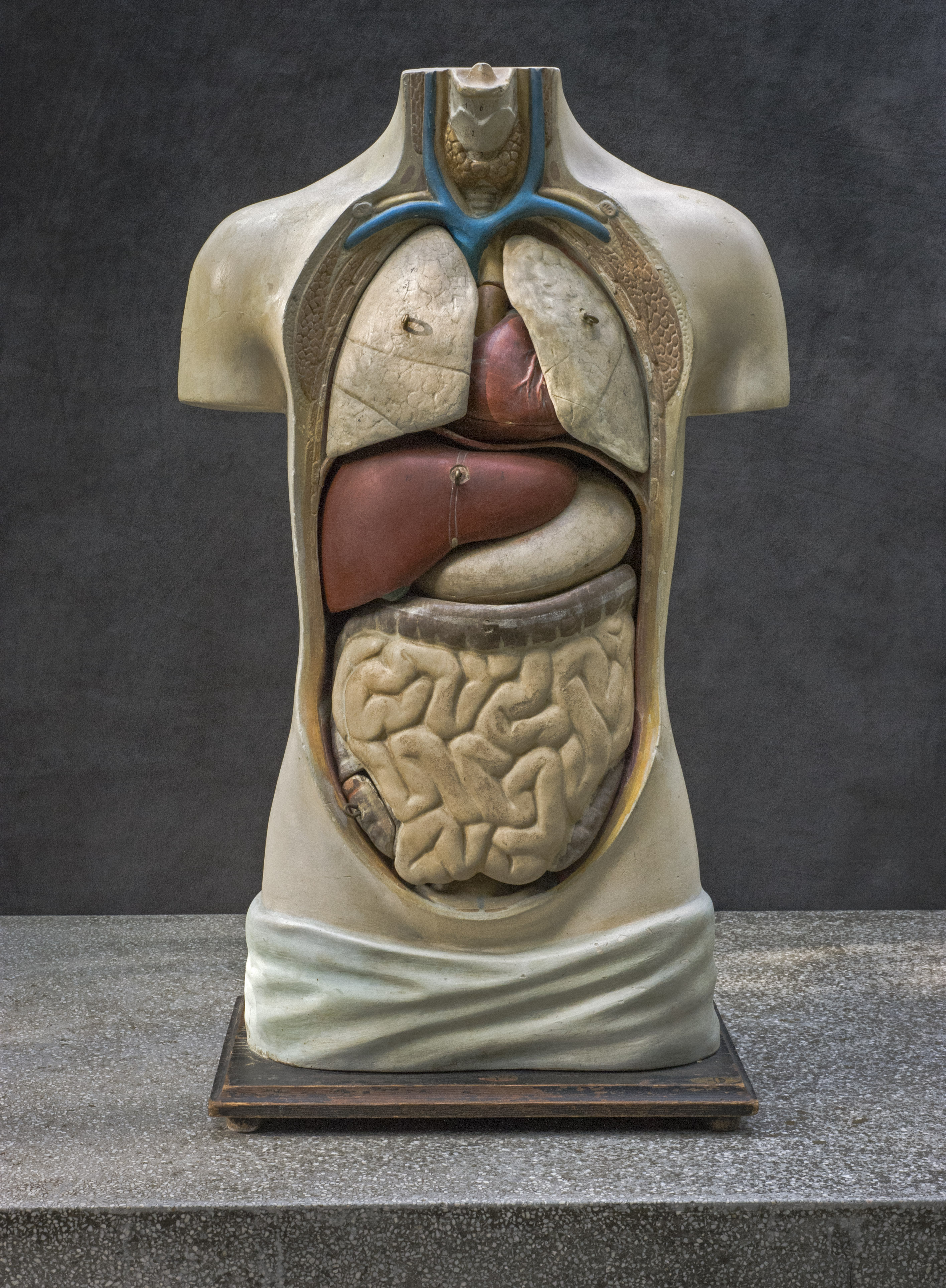 Dissecting the Visceral Body, Across Time and Disciplines
