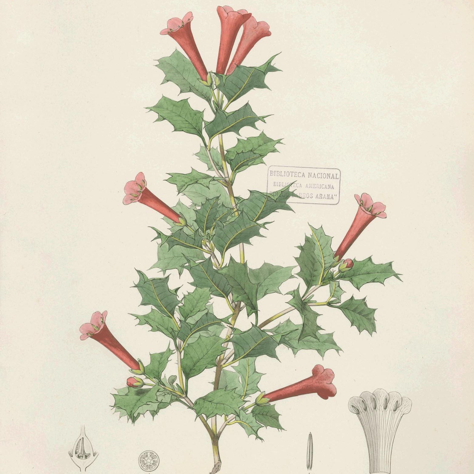 Latin American Plant Humanities Workshop